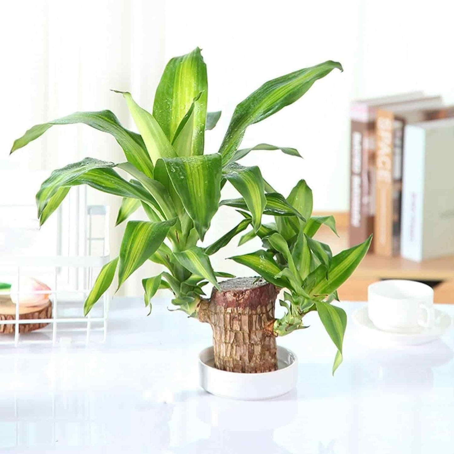 Mini Home Plant Decorations ZapNex®