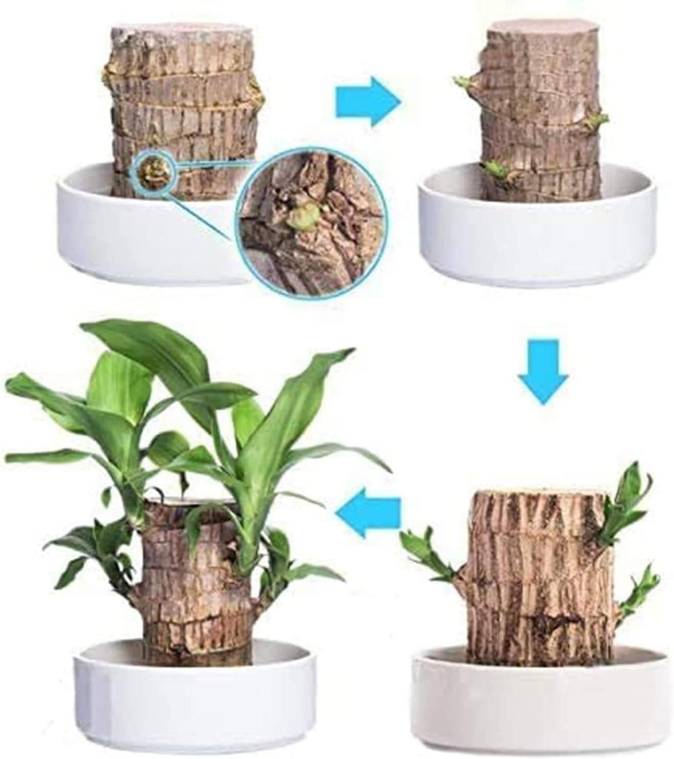 Mini Home Plant Decorations ZapNex®